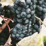 Fixed index annuities upside potential zero downside video