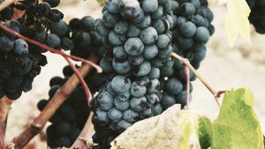 Fixed index annuities upside potential zero downside video